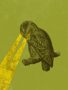 Owl Owl