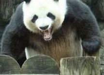pandaattack3