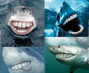 orthodontist shark