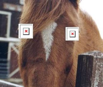 blind horse